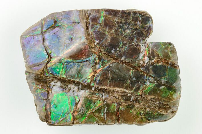 1.9" Iridescent Ammolite (Fossil Ammonite Shell) - Rare Purples